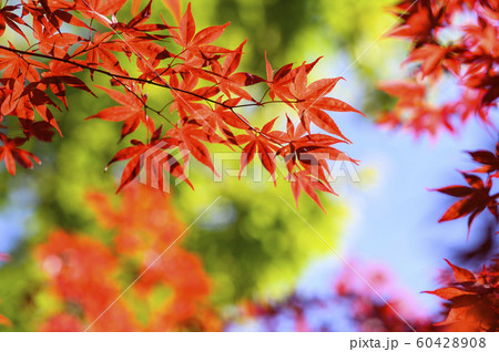 紅葉を見上げる 60428908