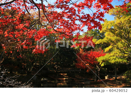 日本の秋 浜松城公園の紅葉の写真素材