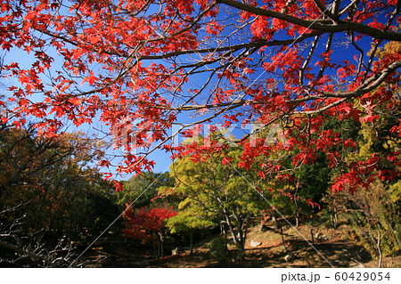 日本の秋 浜松城公園の紅葉の写真素材