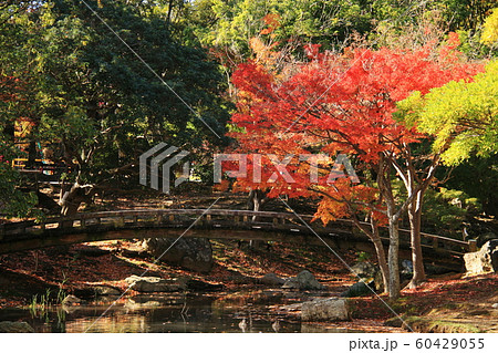 日本の秋 浜松城公園の紅葉の写真素材