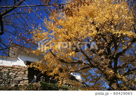 日本の秋　紅葉と浜松城 60429065