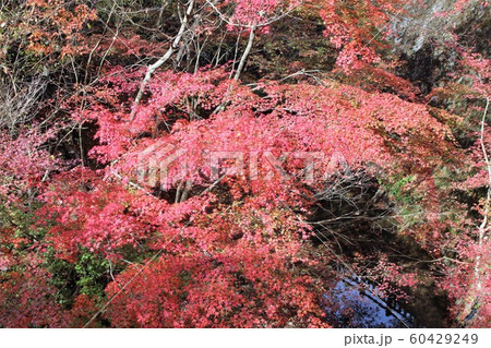 紅葉 60429249
