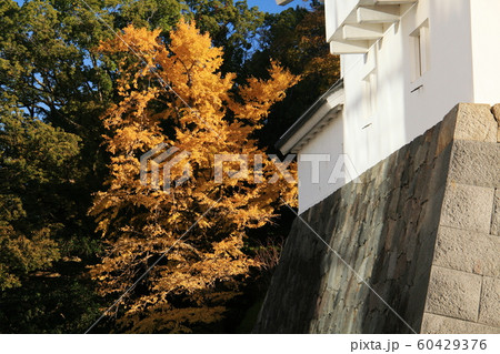 日本の秋　紅葉と駿府城　 60429376