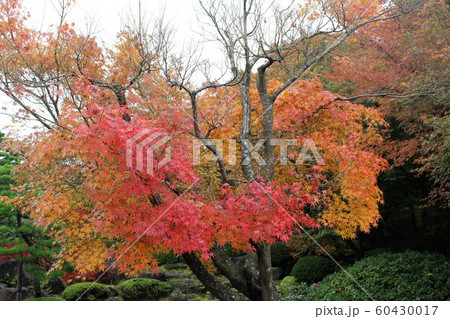 紅葉 60430017