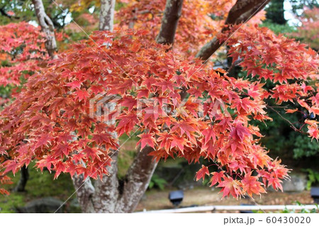 紅葉 60430020