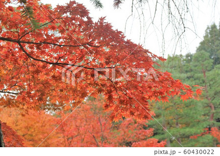 紅葉 60430022