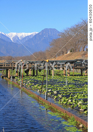 穂高川のわさび田と初冬の北アルプス 60430650