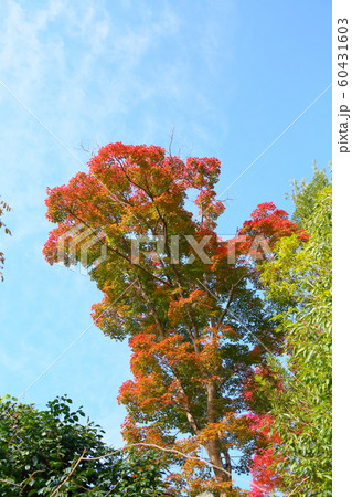鮮やか紅葉カエデ 鮮やか紅葉カエデ 60431603