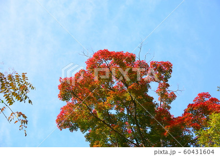 鮮やか紅葉カエデ 60431604