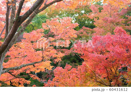 鮮やか紅葉 鮮やか紅葉 60431612