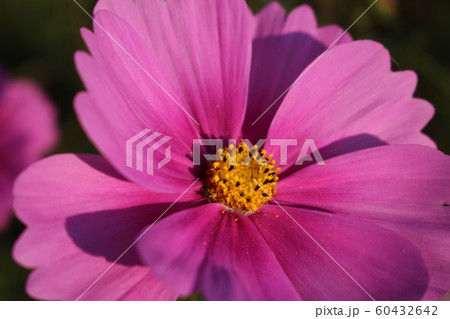 コスモスの花 コスモスの花 60432642