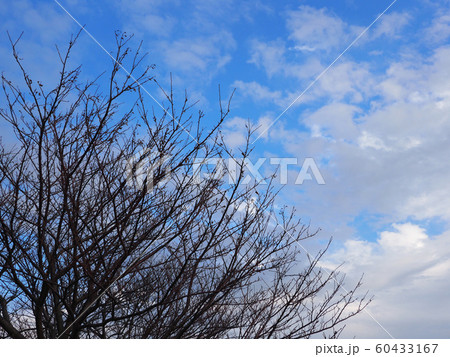 冬イメージ(枯れ木) 60433167