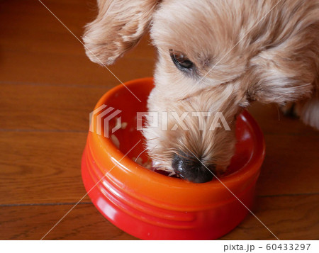 ドッグボウルに入った手作りの犬ごはんを食べる可愛い小型犬 マルプー の写真素材