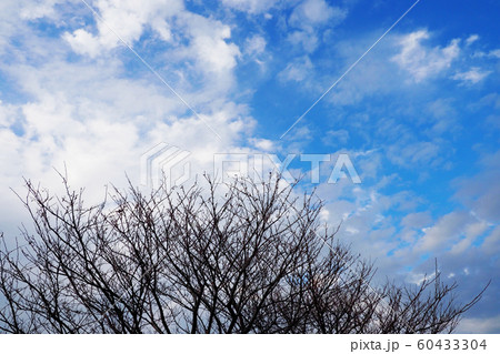 冬イメージ(枯れ木) 60433304