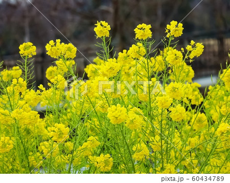 満開の菜の花 満開の菜の花 60434789