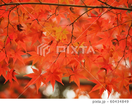 紅葉 紅葉 60434849