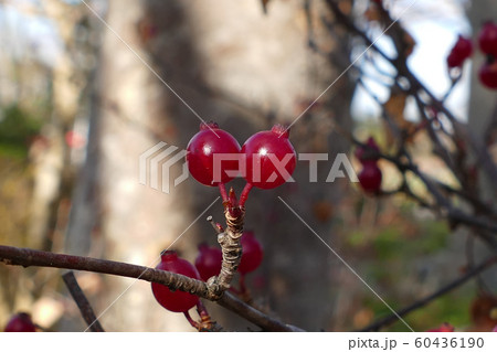 ヤブサンザシの赤い実 ヤブサンザシの赤い実 60436190