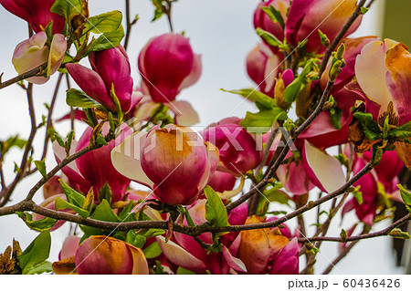 Blossoming apple, flowering apple. Close up. Spring solar background, photo wallpaper. Soft focus, toning. Blossoming apple, flowering apple. Close up. Spring solar background, photo wallpaper. Soft focus, toning. 60436426