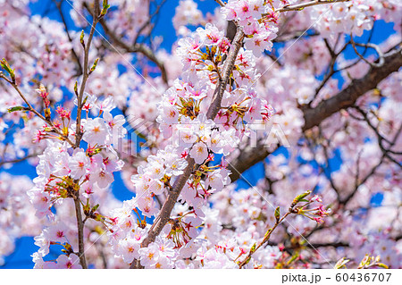 松本城の桜 アップ 【長野県】 松本城の桜 アップ 【長野県】 60436707