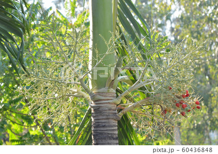 Betel nut palm blossom Betel nut palm blossom 60436848