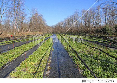 安曇野　初冬のワサビ田 60437743