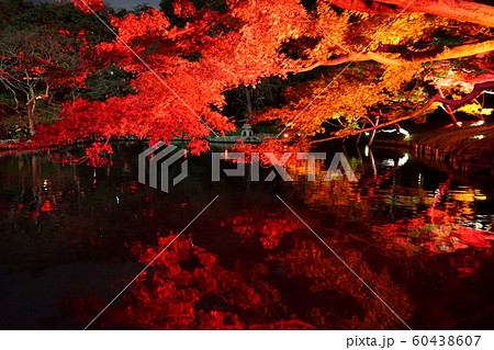 紅葉 ライトアップ 紅葉 ライトアップ 60438607
