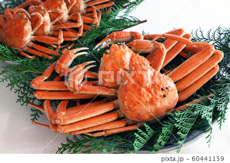 松葉ガニ 60441159