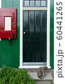 Cat sittin in front of a green door Amsterdam 60441265