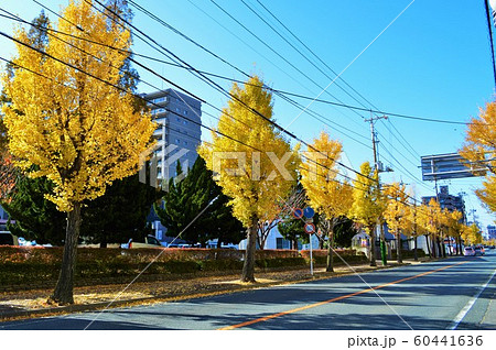 渡辺翁記念会館のイチョウ並木 渡辺翁記念会館のイチョウ並木 60441636