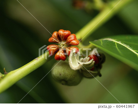 Close up of Glochidion seeds Close up of Glochidion seeds 60441967
