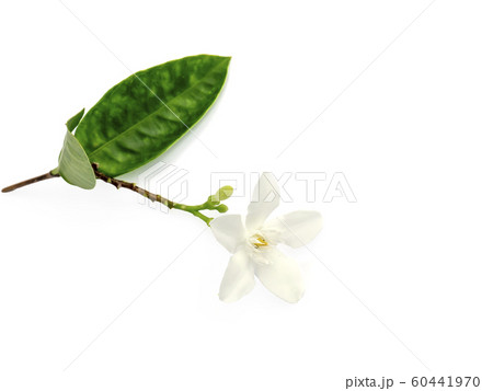 Close up of Coral swirl flower on white background Close up of Coral swirl flower on white background 60441970
