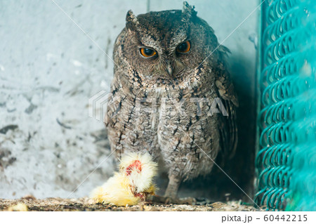 owl owl 60442215