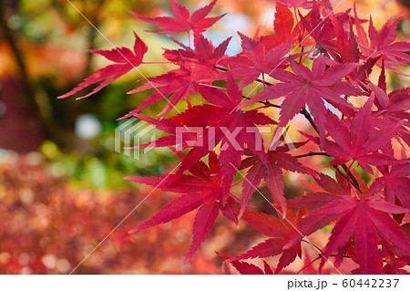 永観堂の紅葉（京都） 60442237
