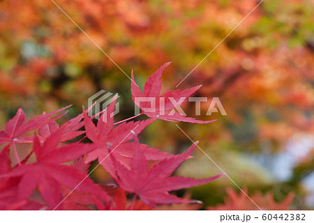 永観堂の紅葉（京都） 60442382