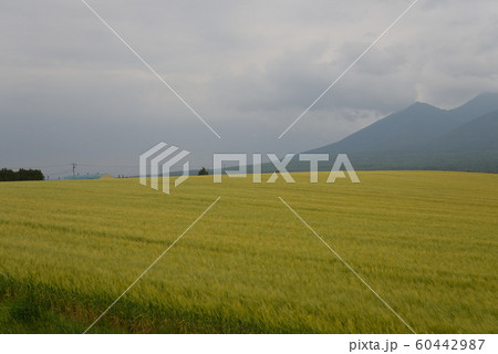 麓郷の風景(北海道富良野市) 麓郷の風景(北海道富良野市) 60442987