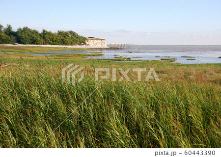 Marsh in Talmont Marsh in Talmont 60443390