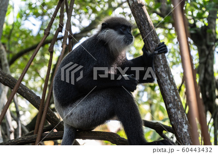A monkey breed Mantled guereza sits on a branch of a liana. A monkey breed Mantled guereza sits on a branch of a liana. 60443432