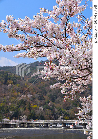 桜景　京都　嵐山 60443799