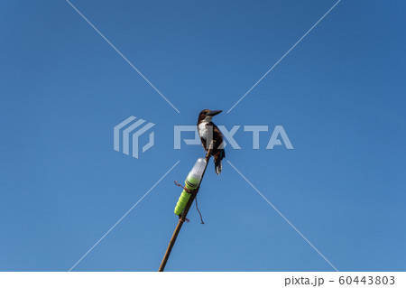 The Kingfisher bird sitting on a homemade fishing lighthouse. Close-up. The Kingfisher bird sitting on a homemade fishing lighthouse. Close-up. 60443803