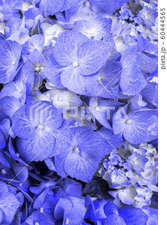 Beautiful background of blue colors of high range close-up Beautiful background of blue colors of high range close-up 60444565