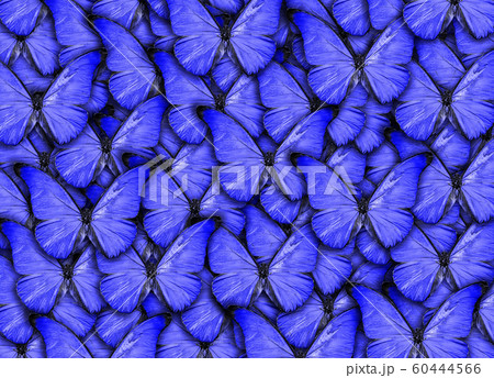 Beautiful natural background with a lot of vibrant blue butterflys. Photo collage art work. A high resolution 60444566