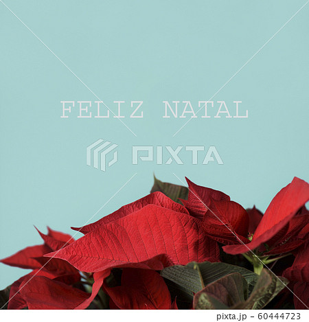 poinsettia and text merry christmas in portuguese. poinsettia and text merry christmas in portuguese. 60444723