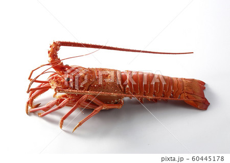 茹で伊勢海老 茹で伊勢海老 60445178
