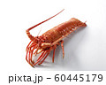 茹で伊勢海老 60445179