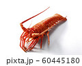茹で伊勢海老 60445180