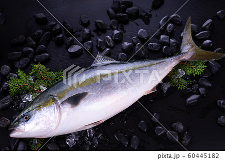 ぶり ぶり 60445182