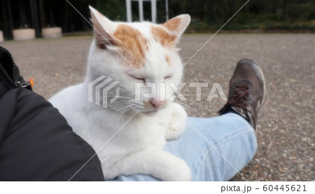 野良猫：お昼寝：人なっこい：新入り：雄  60445621