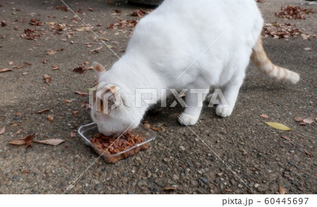 野良猫：食事：人なっこい：新入り：雄  60445697