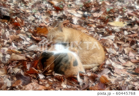 公園:野良猫:昼寝:日向:仲良し:2匹 公園:野良猫:昼寝:日向:仲良し:2匹 60445768