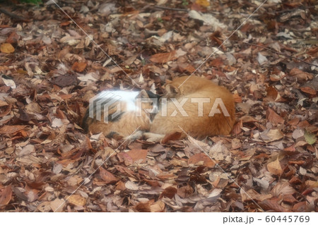 野良猫:昼寝:日向:仲良し:2匹 野良猫:昼寝:日向:仲良し:2匹 60445769